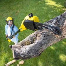 How Our Tree Care Process Works  in  Marquette Heights, IL