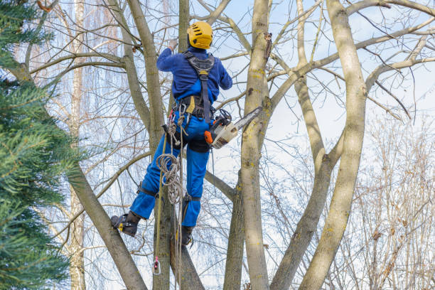 Reliable Marquette Heights, IL Tree Care Solutions